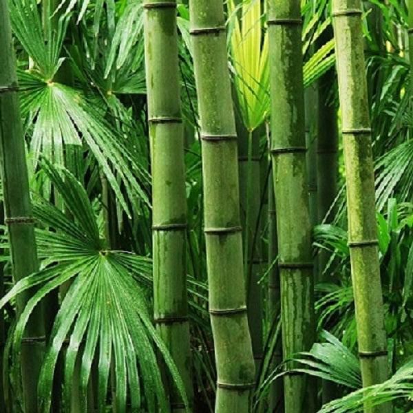 Bamboo Is The Answer! Want To Know Why?